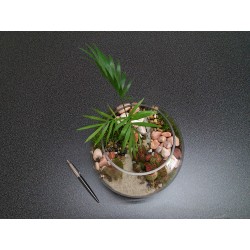 Terrarium palmier fittonia...