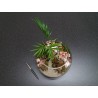 Terrarium palmier fittonia syngonium