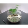 Terrarium plage asparagus fittonia