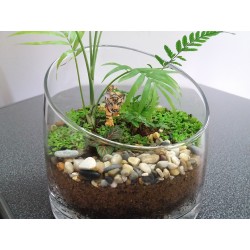 Terrarium jungle palmier...