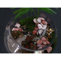 Terrarium palmier fittonia syngonium