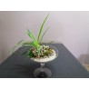 Mini terrarium chlorophytum fougères fittonias