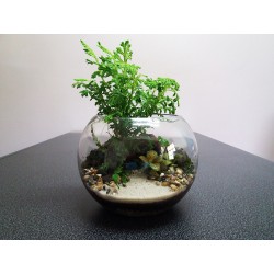 Terrarium sélaginelles fougères fittonias