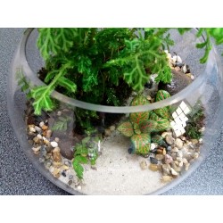 Terrarium sélaginelles fougères fittonias