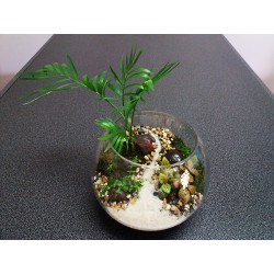 Terrarium palmier fougères fittonias