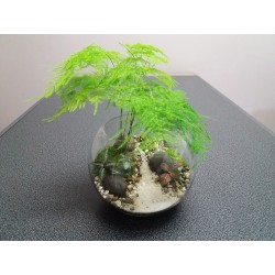 Terrarium asparagus piléa...