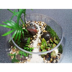 Terrarium palmier fougères fittonias