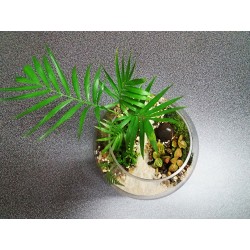 Terrarium palmier fougères fittonias