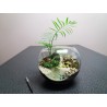 Mini Terrarium plage (eau fictive) palmier fougères fittonias figurine tigre