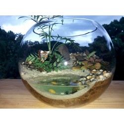 Mini Terrarium plage (eau fictive) palmier fougères fittonias figurine tigre