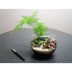 Nano Terrarium asparagus...