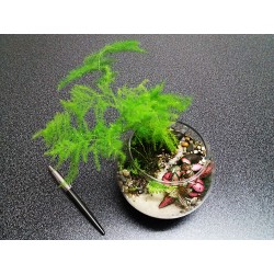 Nano Terrarium asparagus fougères fittonias