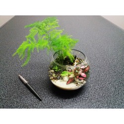 Nano Terrarium asparagus fougères fittonias