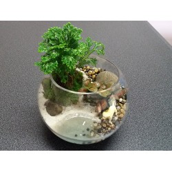 Terrarium plage sélaginelle fittonia