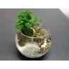 Terrarium plage sélaginelle fittonia