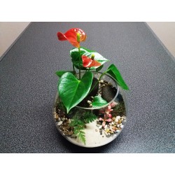 Mini Terrarium anthurium rouge fougères fittonias