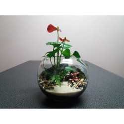 Mini Terrarium anthurium rouge fougères fittonias