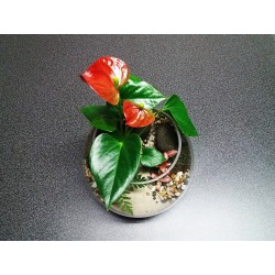 Mini Terrarium anthurium rouge fougères fittonias