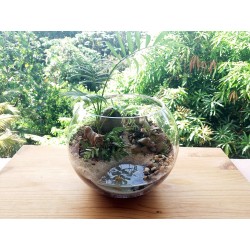 Mini Terrarium plage (eau...