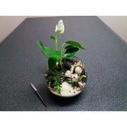 Nano Terrarium anthurium blanc fougères fittonias