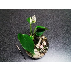 Nano Terrarium anthurium...