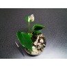 Nano Terrarium anthurium blanc fougères fittonias