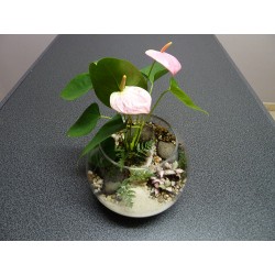 Mini Terrarium anthurium rose fougères fittonias