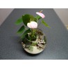 Mini Terrarium anthurium rose fougères fittonias