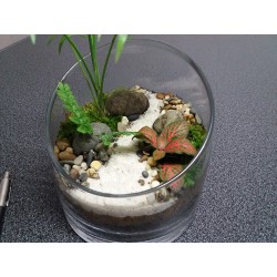 Terrarium palmier fougère fittonia