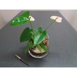 Terrarium anthurium rose...