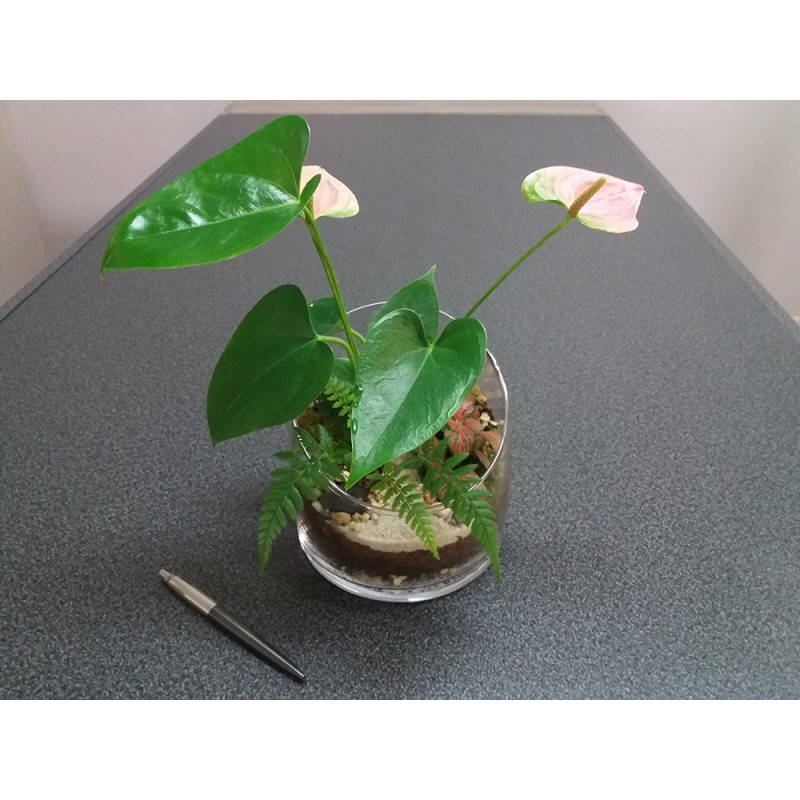 Terrarium anthurium rose fougère fittonia