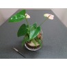 Terrarium anthurium rose fougère fittonia